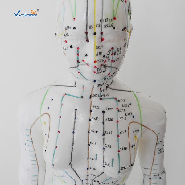 Female Medical Acupuncture 48cm Human Body Massage Model