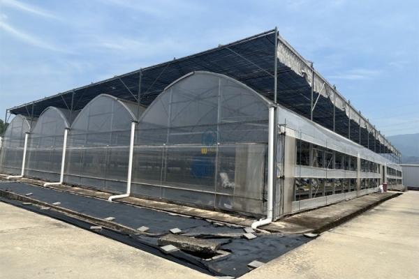 Multi Span Film Vegetables Greenhouse In Hot Climate With Sprinkler Irrigation