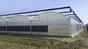 Wholesale Strong Structure Polyethylene Film Greenhouse Thickness 0.12 / 0.15 / 0.20mm from china suppliers