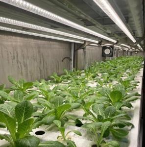 Wholesale Shipping Container Greenhouse for Growing Leafy Greens in 40HQ Reefer Container from china suppliers