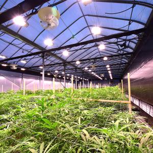 Wholesale Light Dep Automated Blackout Greenhouse Black Curtain Material for Vegetable from china suppliers