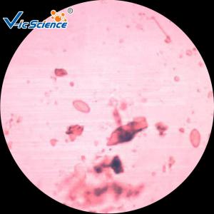 Specimen Medical 50pcs Set Parasite Microscope Slides 1.2mm