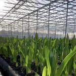 Large Glass Covered Greenhouse Shelter for Flower Cultivation Cultivating
