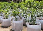 Biodegradable Ground Cover Weed Control Fabric Landscape Mulch 100% Polypropylen