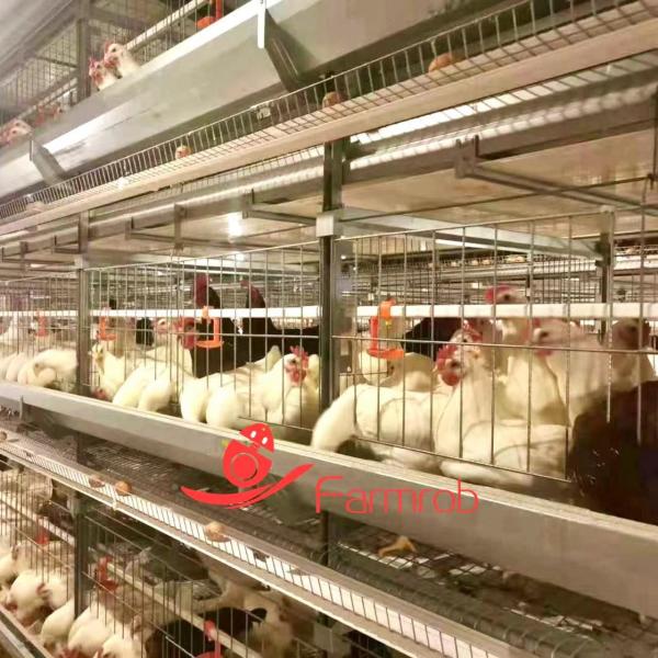 Mg-Al-Zn Alloy Poultry Battery Cage System 3 Tiers Large Spacing Breeder