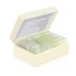 Hot sale 15 pcs bacterial microbiology prepared glass microscope slides for