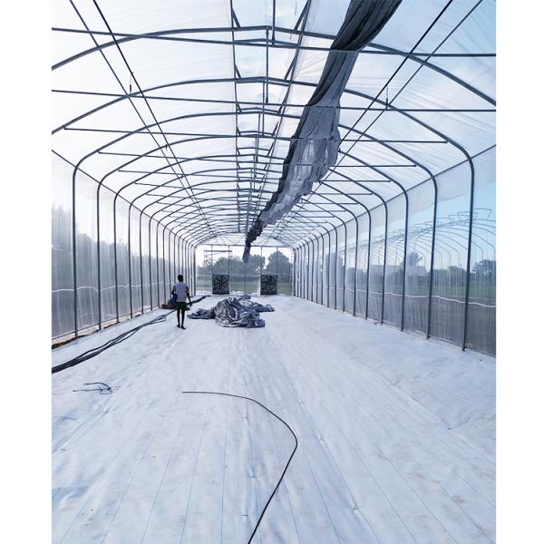Umbrella Structure Agricultural Greenhouse 8m Height Wide Span Greenhouse