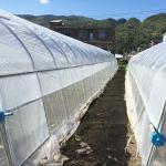 Large Mental Material Single Span Tunnel Plastic Greenhouse Uv Resistant Clear