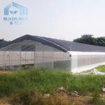 Invernadero Gothic Arch Single Span Greenhouse Galvanized 48mm Pipe Width 26ft