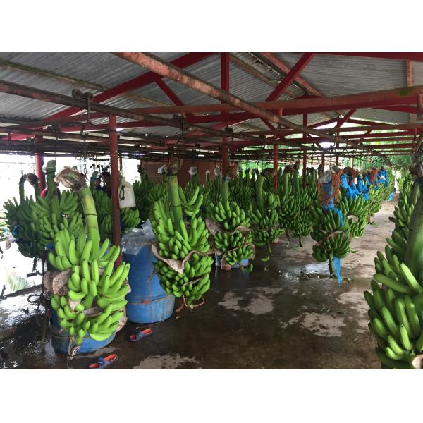 56mm-64mm Iron Steel Zinc Silver Cableway Banana Farm Trolley Roller Pulley