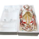 85cm Disarticulated Educational Skeleton Model For Medical Teaching