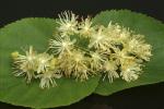 Qualified Tilia Cordata Extract, Linden flower Extract, 10:1 TLC, Flavones 0.5%,