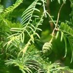 Herb Medicine tribulus terrestris extract-- Tribulus terrestris L.Saponins 40%,