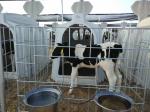 2.3*1.5m Dairy Calf Hutches For Cattle House
