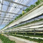 Glass Greenhouse Hydroponic Vegetable Setup Shipping Cost and Estimated Delivery