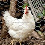 Powder Coated Cattle Fence for Agriculture Field Livestock Farm Hot Dipped