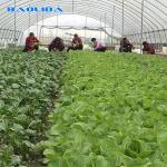 Agriculture Plastic Film Covered Single Tunnel Greenhouse For Tropical Climate