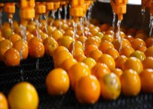 Wholesale Industrial Citrus Processing Line Orange Lemon Processing Unit 1 Year Warranty from china suppliers