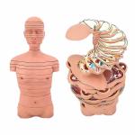 Medical Training Teaching human Anatomical Skeleton Model Bone Structure