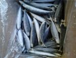 Bulk Individual Quick Frozen Pacific Round Scad