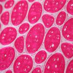 F50273 51"-52" width new design swiss double organza lace/ embroidery lace