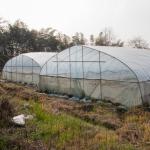Tropical Single Span Plastic Shed Greenhouse Agriculture Tunnel Transparent