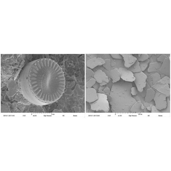 Magnification Max 60000X Scanning Electron Microscope 15nm Resolution Optional EDS