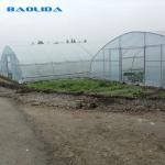 Single Span High Tunnel Plastic Greenhouse With Roof Ventilation System