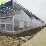 Galvanized Steel Plastic Film UV Resistant Agricultural Multi-span Greenhouse