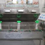 Durable Large Scale Farm Rabbit Cage Low Disease Rate For Female Rabbit