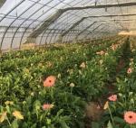 Customization Option Juxiang Hydroponic System Vegetable Cultivation Film