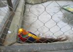 Stainless Steel Knitted Zoo Wire Animal Enclosure Mesh Fence