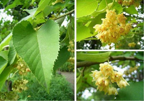 Qualified Tilia Cordata Extract, Linden flower Extract, 10:1 TLC, Flavones 0.5%,