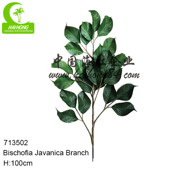 FAKE BISCHOFIA JAVANICA BRANCH