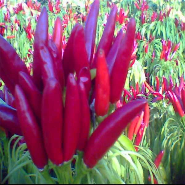 Wholesale Single Herb Bullet Red Chili with 2% Broken Rate from china suppliers