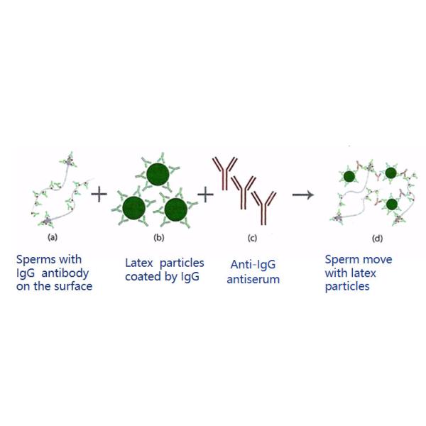 Anti Sperm Antibody IgG Test Kit MAR AsAb For Immunological Infertility