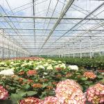 8mm Float Glass Multi Span Venlo Glass Greenhouse Top Heigh 4.5m-7.5m