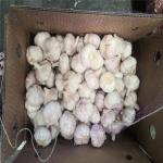 Natural Prepacks Fresh normal white garlic Pure White Garlic