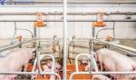 Prefabricated Steel Frame Piggery House , Steel Structure Hog Shed