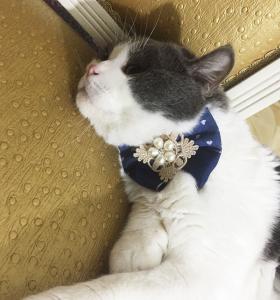 Wholesale Ribbon Beads Designer Cat Collars , Fancy Cat Collars Customized Color Easy Scrub from china suppliers