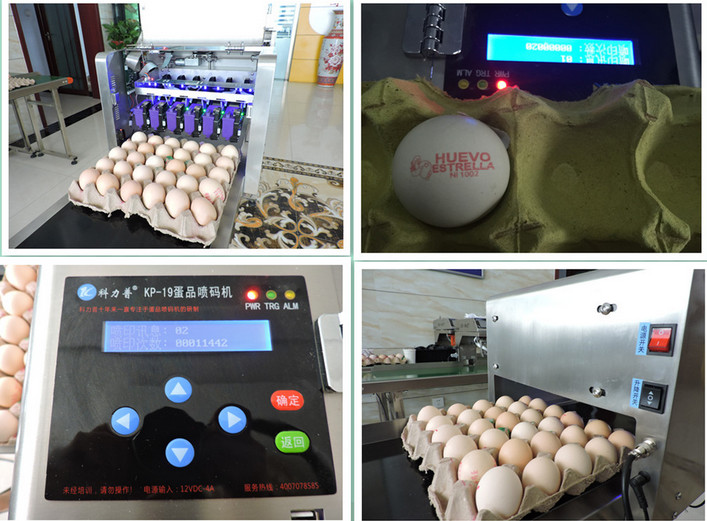 50 / 60 HZ Egg Inkjet Printer / Egg Marking Equipment With Touch Screen