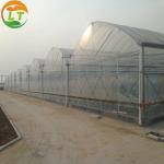 Multi-Span Agricultural Greenhouses Gutter Height for Optimal Temperature