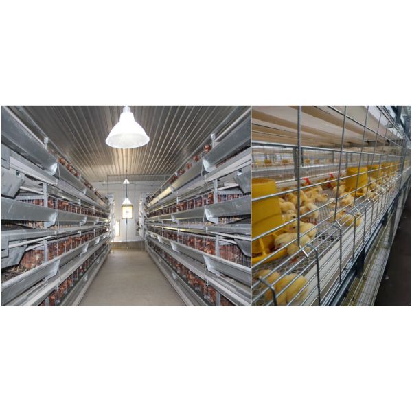 Industrial Livestock Steel Structure Farm House Use Colorful Panel