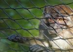Durable Black Oxide Wire Rope Mesh Corrosion Resistant For Tiger / Ape / Lion