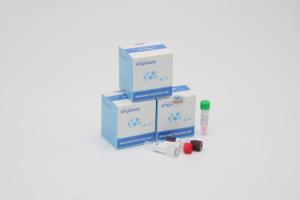 Wholesale Rapid RSV Virus Instant RT PCR Test Kit POCT IVD Clinical Diagnosis High Precision from china suppliers