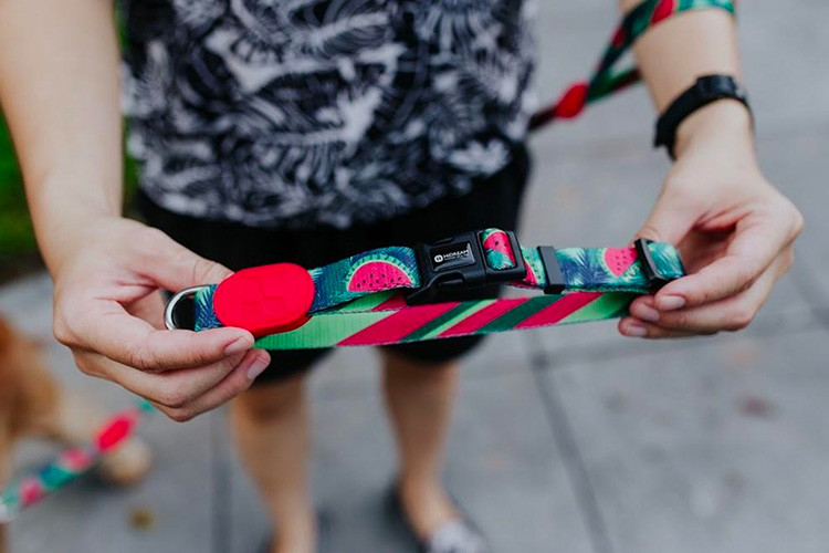 Watermelon Dog Collar And Leash Harness Reflective Dog Accessories