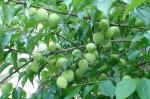 Clear Chinese Green Plum Juice Concentrate, 65 brix, tart acid