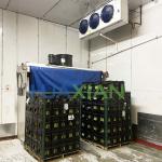 Fish/Beef/Chicken/Potato/Onion/Ginger Cold Room Refrigeration Type Blast Cooling