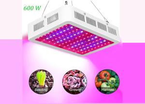 Wholesale 31cm 7200lm Full Spectrum LED Grow Lights 600 Watt Red Blue White UV from china suppliers
