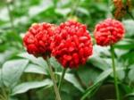 Rhodiola Rosea extract Salidroside 1%-5% herbal extract , Rosavins 2%-5%,
